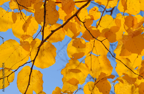 Yellow leaves of linden against the sky and the backlight. Autumn background from leaves of a linden. Yellow autumn leaves