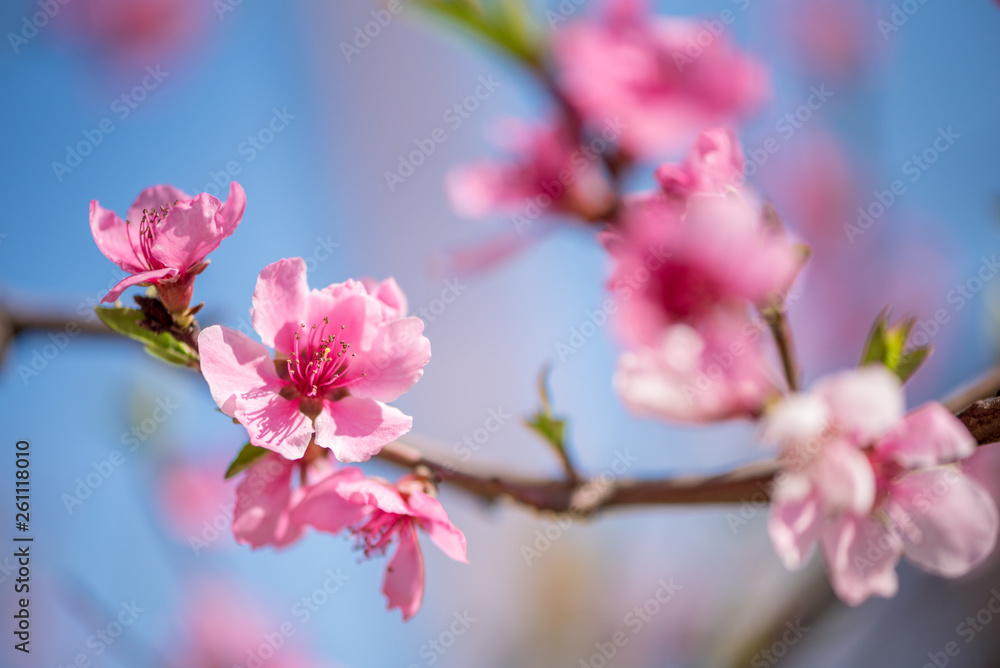 Pink cherry blossoms in springtime