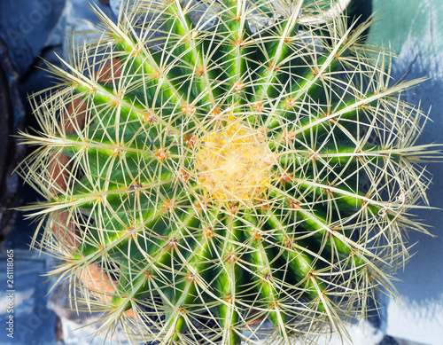 Green cactus with long spines photo