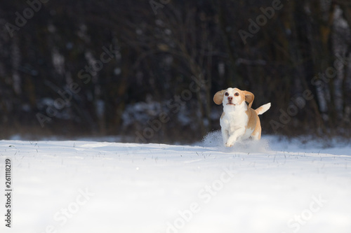Fototapeta Naklejka Na Ścianę i Meble -  Hund Beagle im Schnee