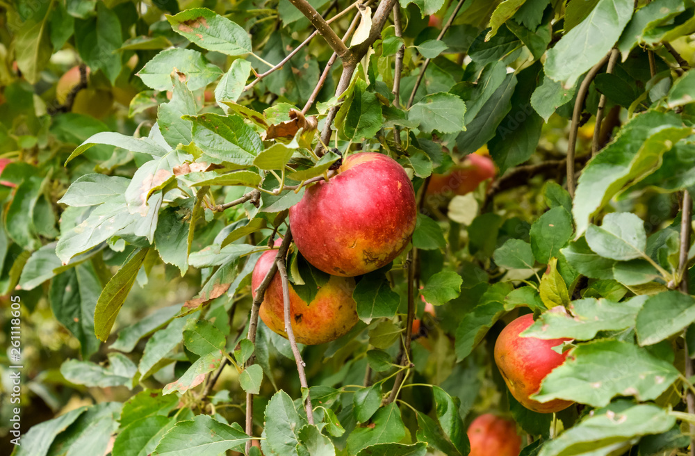 Apple orchard. Rows of trees and the fruit of the ground under t Apple orchard. Rows of trees and the fruit of the ground under t