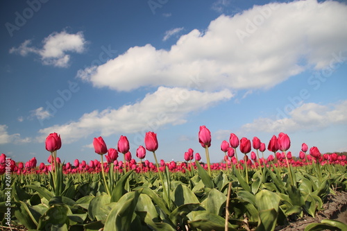 Pink tulips in rows on flower bulb field in Noordwijkerhout in the Netherlands photo