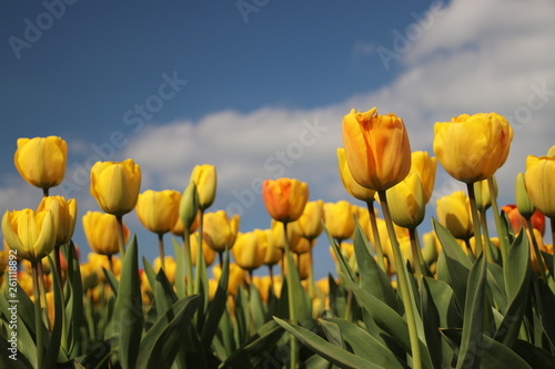 Yellow tulips in rows on flower bulb field in Noordwijkerhout in the Netherlands