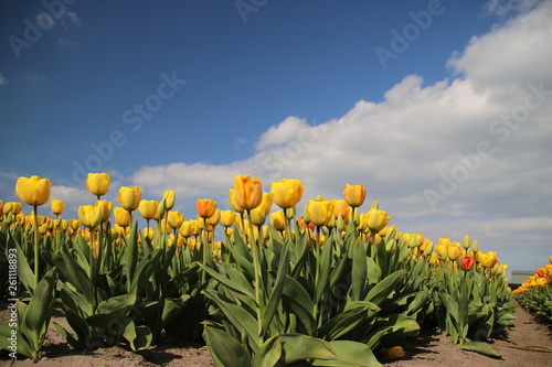 Yellow tulips in rows on flower bulb field in Noordwijkerhout in the Netherlands photo