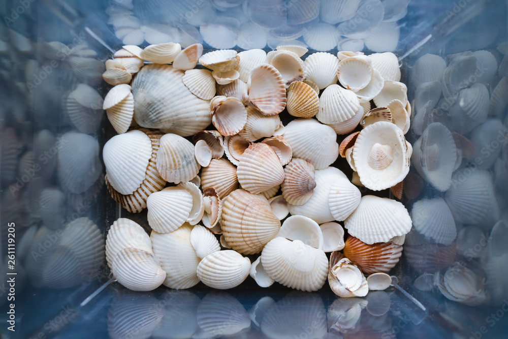 Shells of many sizes are found on our shelling beaches. Close-up view of seashells in the box.