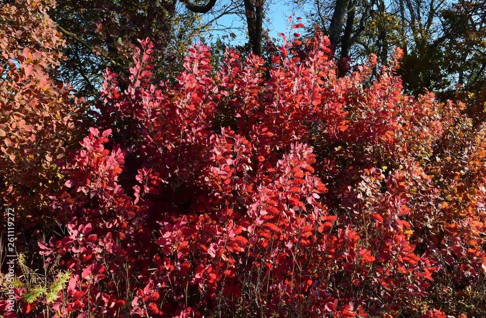 Autumn color leaves of cotinus coggygria. Autumn color leaves of cotinus coggygria.