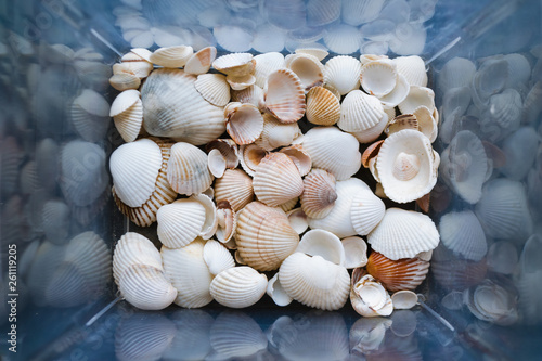 Shells of many sizes are found on our shelling beaches. Close-up view of seashells in the box.