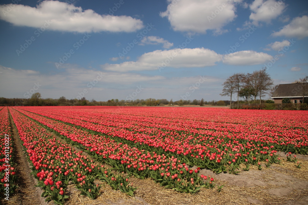 Pink tulips in rows on flower bulb field in Noordwijkerhout in the Netherlands