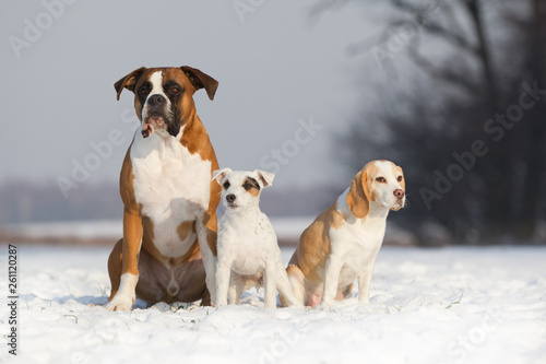 Fototapeta Naklejka Na Ścianę i Meble -  hunde Hundegruppe auf dem feld Boxer Person Russen und Beagle Freunde Tierfreundschaft 