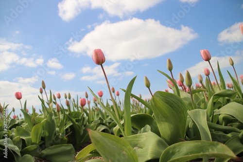 Pink tulips in rows on flower bulb field in Noordwijkerhout in the Netherlands photo