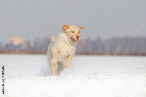 Hund Mischlingshündin im Schnee spielt und tobt © Ines Hasenau