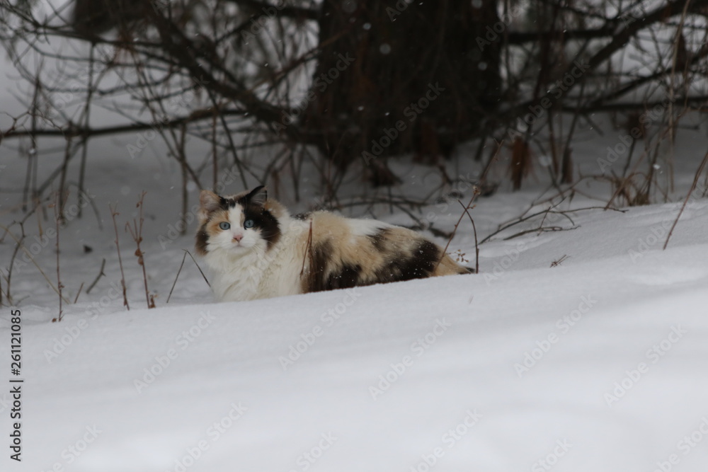 Obraz premium cat exploring winter