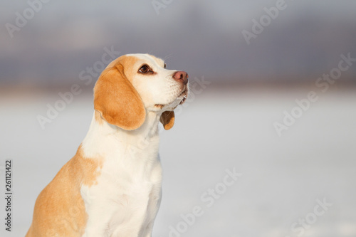 Fototapeta Naklejka Na Ścianę i Meble -  Rassehund Beagle im Schnee 