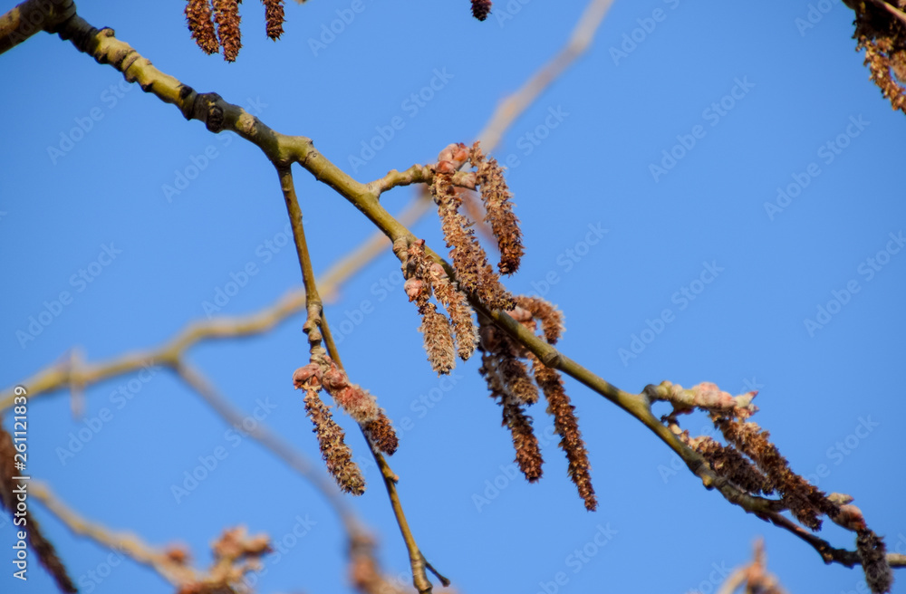 Blooming silver poplar. Silver poplar tree in spring. Poplar Blooming silver poplar. Silver poplar tree in spring. Poplar