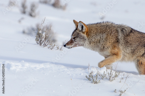 coyote in snow © Guy