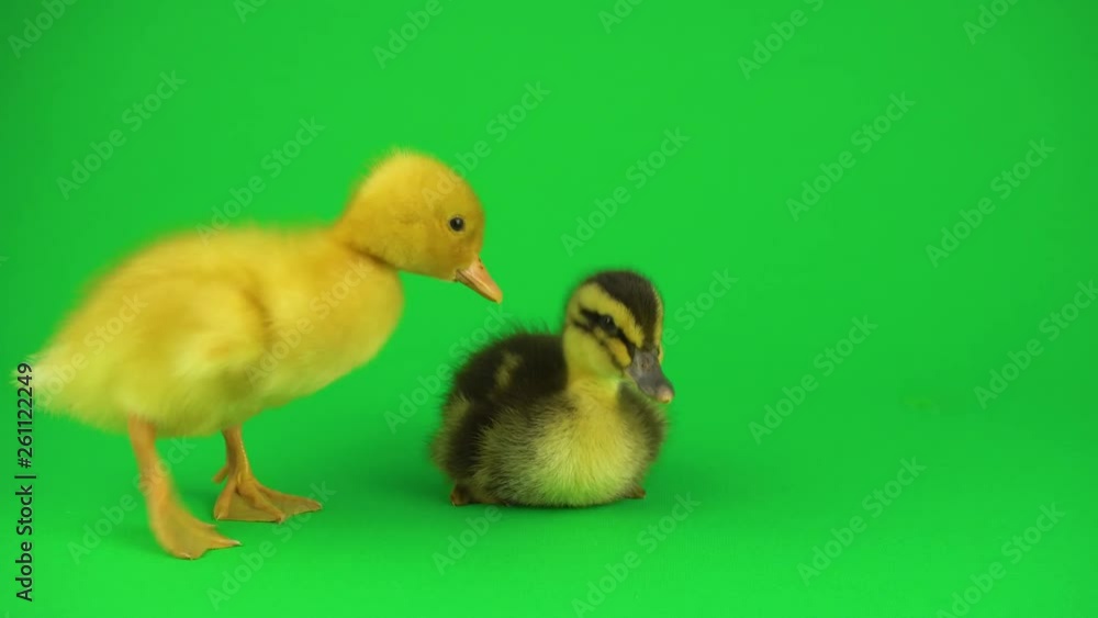 Little beautiful ducklings on green screen Little beautiful ducklings on green screen