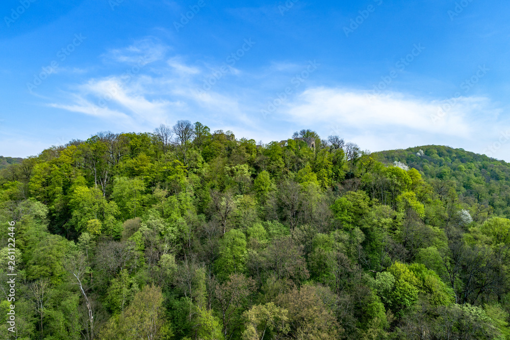 Forest in sunny day. Landscape green forest. Forest in sunny day. Landscape green forest.