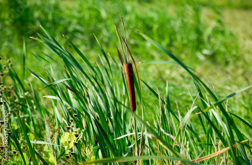 cattail growing near the rice field. Thickets of cattail. Brown basket with seeds photo