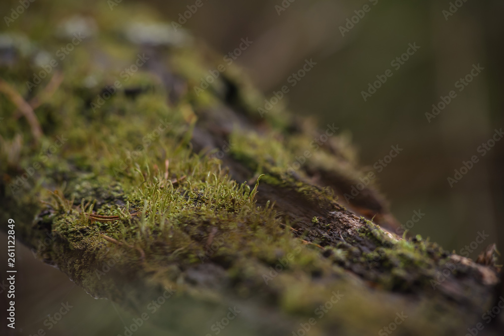 Moss and lichen Moss and lichen