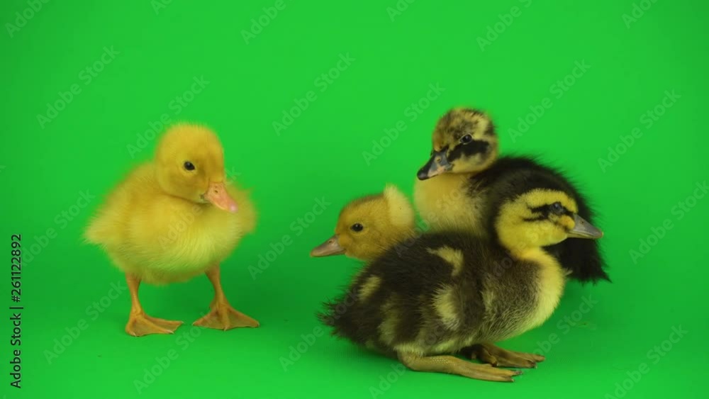 Little beautiful ducklings on green screen Little beautiful ducklings on green screen