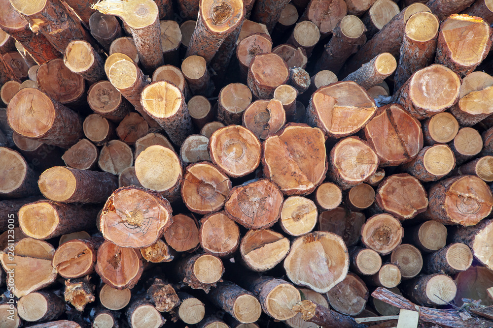 tree trunks stacked. cross section of the tree. tree trunks stacked. cross section of the tree.