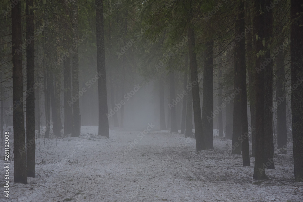 Obraz premium Foggy forest path.