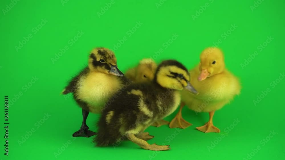 Little beautiful ducklings on green screen Little beautiful ducklings on green screen