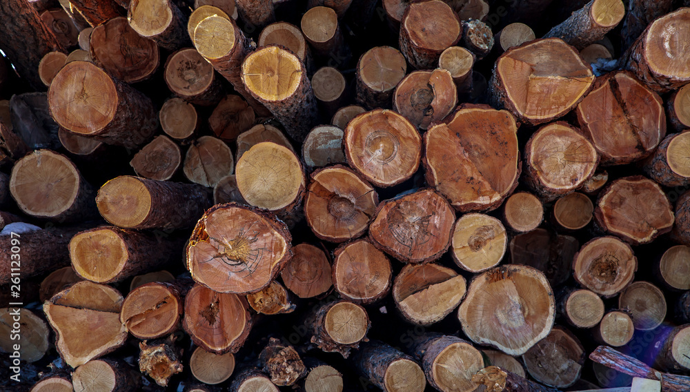 tree trunks stacked. cross section of the tree. tree trunks stacked. cross section of the tree.