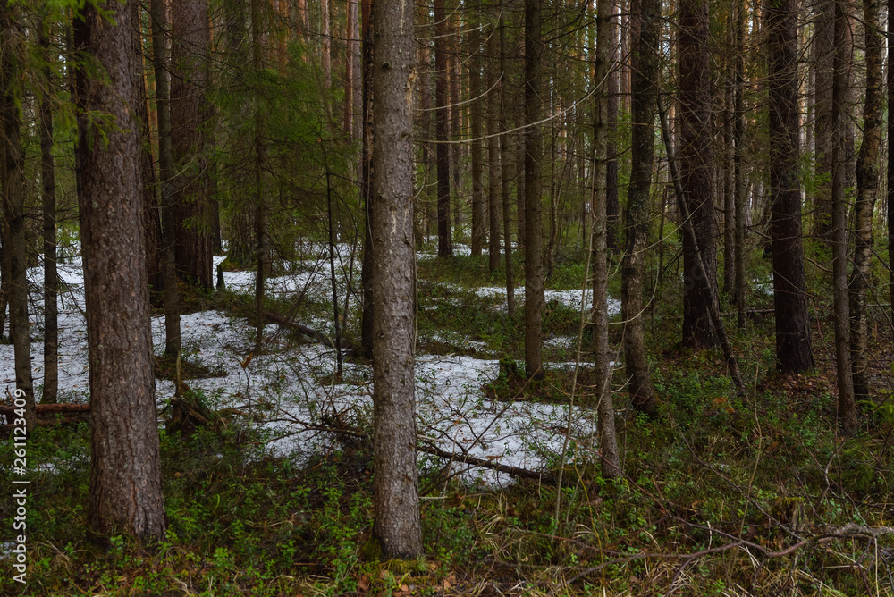 Fototapeta premium Snow melting in forest