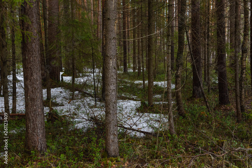 Snow melting in forest © Grigoriy