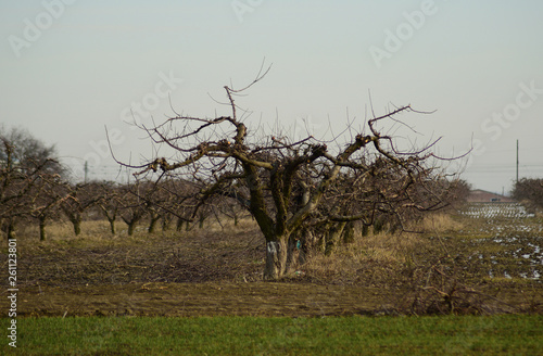Cropped trees in the apple orchard © eleonimages