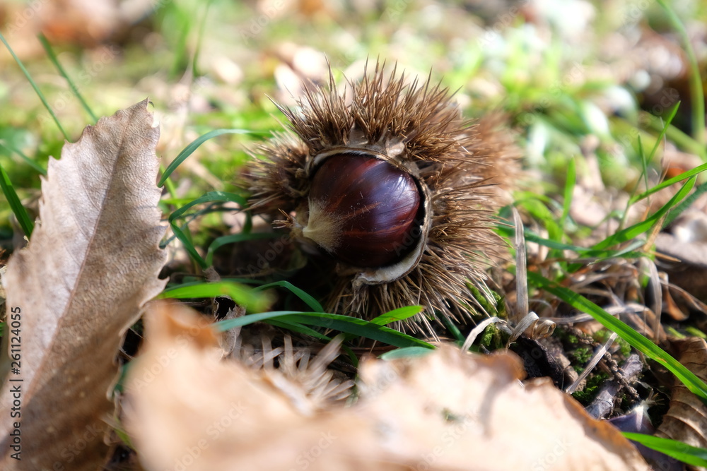 Obraz premium chestnuts on a leaf