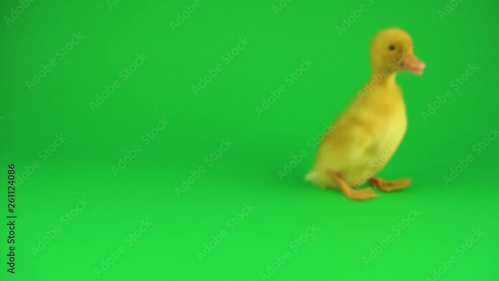 Little beautiful ducklings on green screen Little beautiful ducklings on green screen