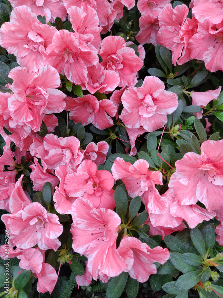 Azalea Flower Azalea Flower