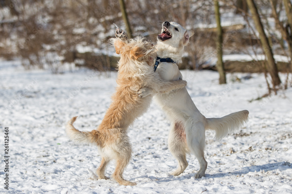 Hunde spielen und beißen