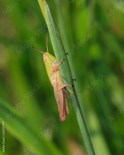 Heidegrashüpfer(Stenobothrus lineatus) photo