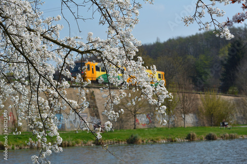 Local train and cherry blosssom on the waterfront - Prague, Czech republic photo