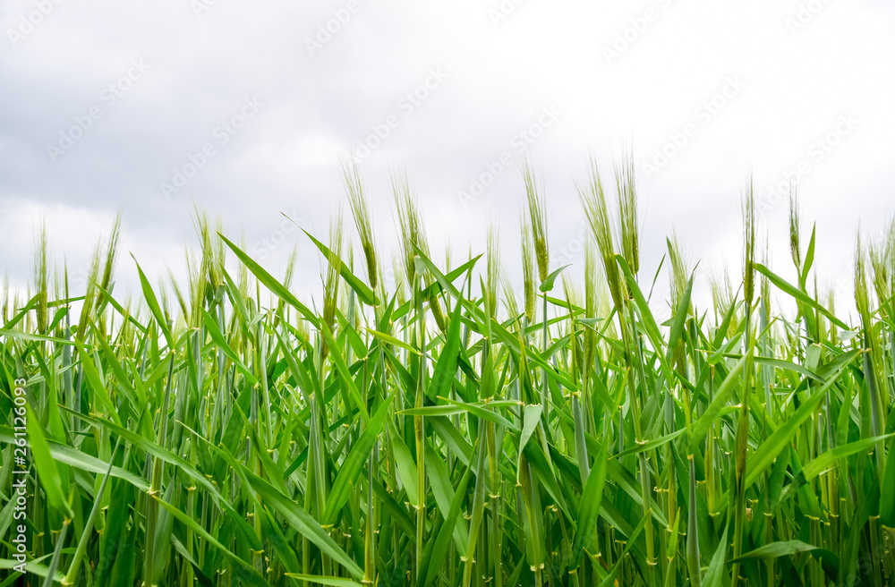 Obraz premium field of green immature barley. Spikelets of barley. The field is barley, Rural landscape.