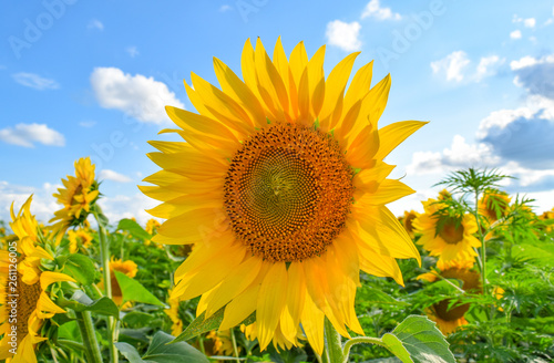 field of blooming sunflowers