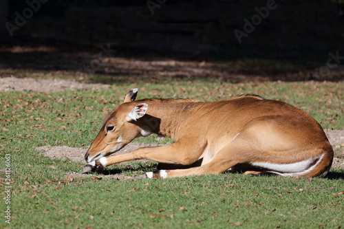 Nilgauantilope / Nilgai Antelope / Boselaphus tragocamelus.. photo