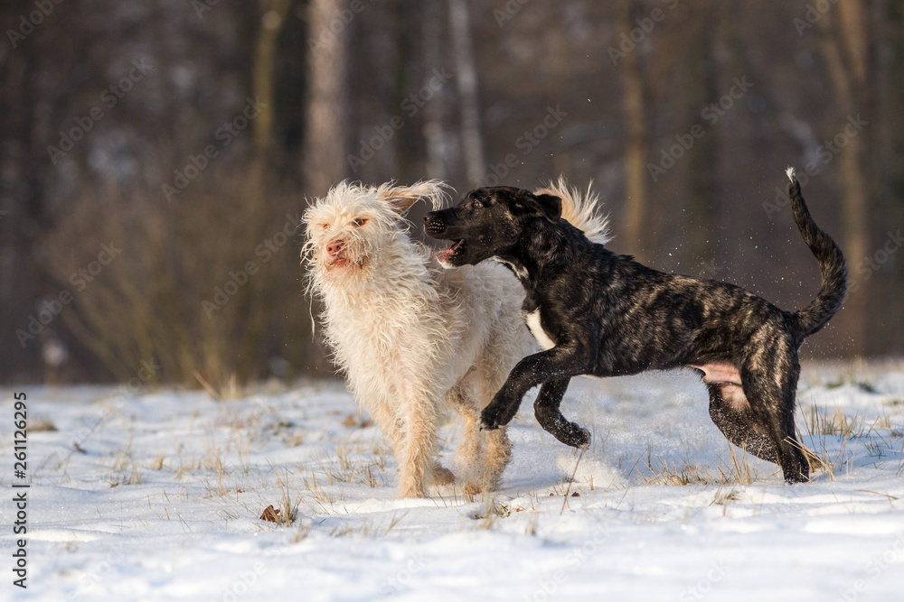 Obraz premium Hunde spielen und beißen Mischlingshündin und Cao Fila san Miguel 