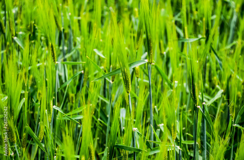 field of green immature barley. Spikelets of barley. The field is barley, Rural landscape.
