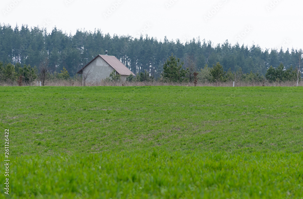 Rural house on the outskirts of a green meadow with grass on the background of the forest under the blue sky