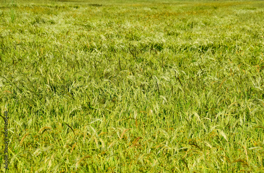 Field of rice in the rice paddies Field of rice in the rice paddies