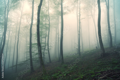 Beautiful misty light in magic beech tree forest landscape.