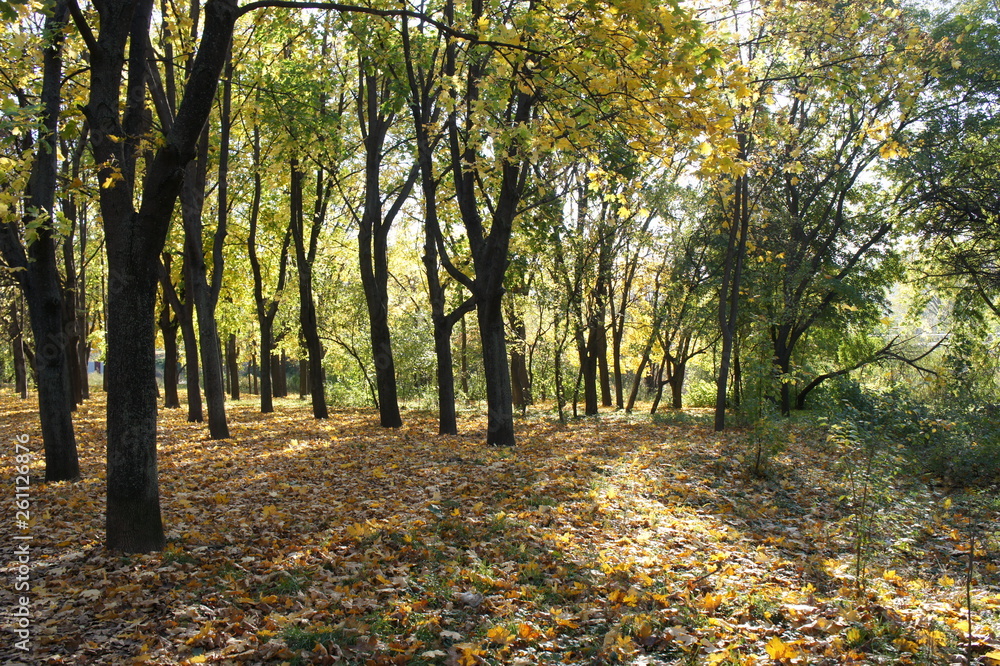 In the depth of the city park in autumn, tree trunks and sun shining throug hthe trees In the depth of the city park in autumn, tree trunks and sun shining throug hthe trees