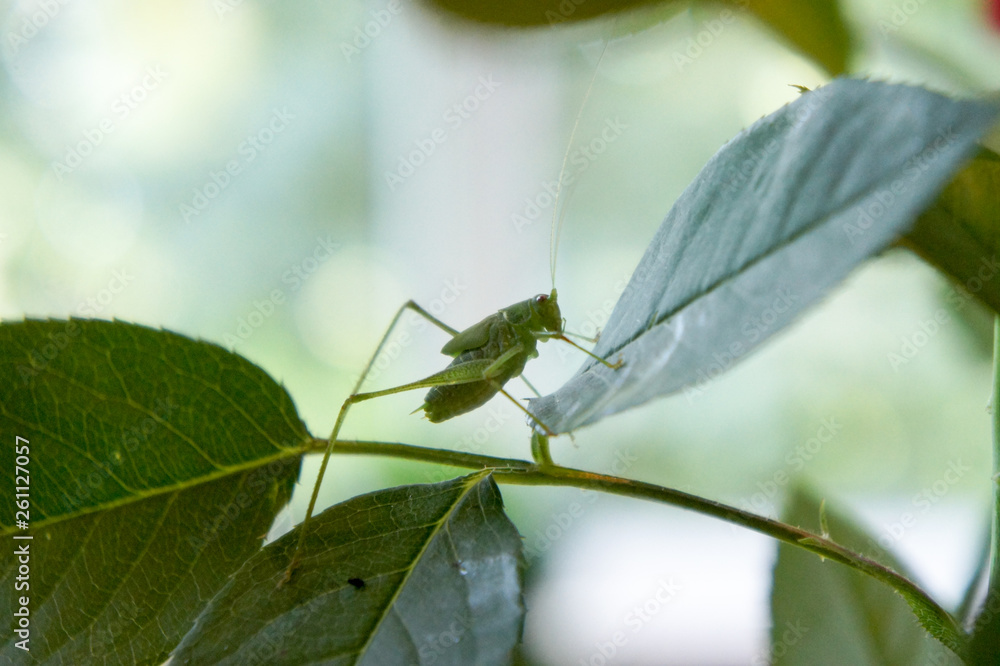 Green grasshopper resting on a rose leaf Green grasshopper resting on a rose leaf