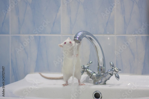 hand hygiene before eating concept. mouse white and