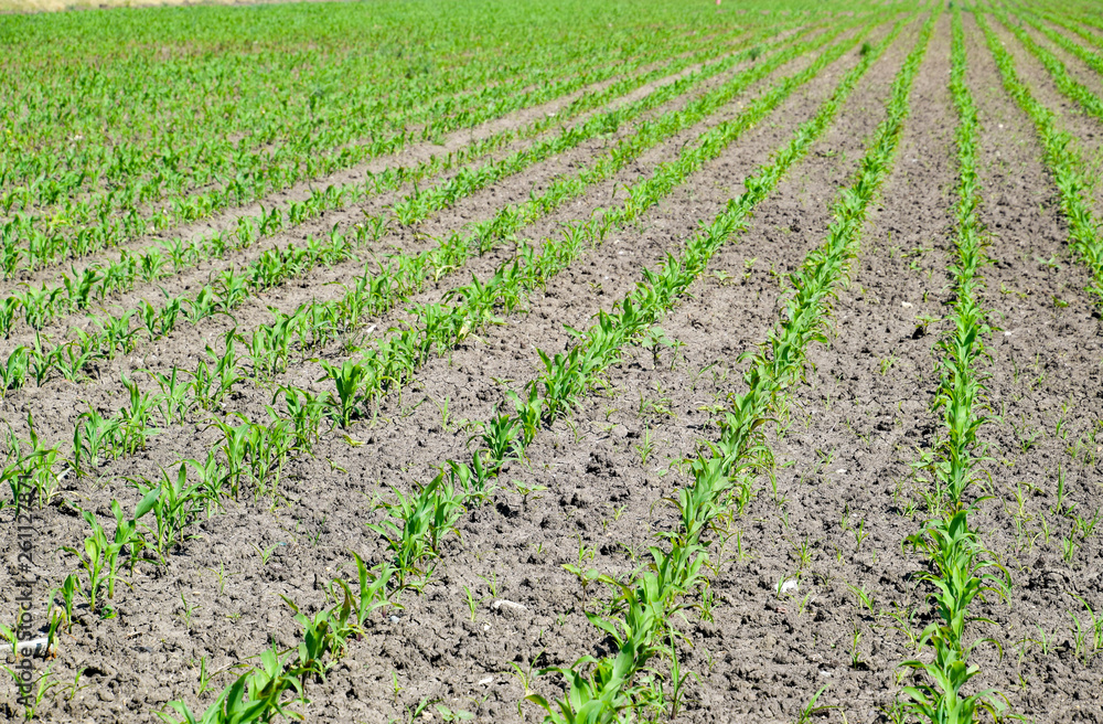 Field of seedlings of corn. Young corn in the field Field of seedlings of corn. Young corn in the field