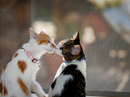 Cats Kissing Infront Of Window.